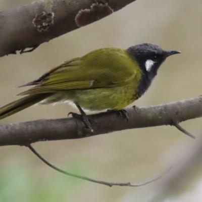 Nesoptilotis leucotis (White-eared Honeyeater) at Paddys River, ACT - 6 Dec 2021 by RodDeb