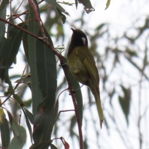 Nesoptilotis leucotis at Paddys River, ACT - 6 Dec 2021 12:20 PM