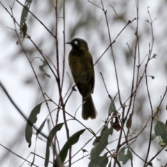 Nesoptilotis leucotis at Paddys River, ACT - 6 Dec 2021 12:20 PM