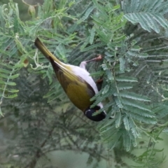 Melithreptus lunatus at Paddys River, ACT - 6 Dec 2021