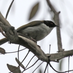 Melithreptus lunatus at Paddys River, ACT - 6 Dec 2021