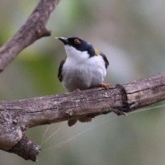 Melithreptus lunatus at Paddys River, ACT - 6 Dec 2021