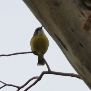 Gerygone olivacea at Paddys River, ACT - 6 Dec 2021