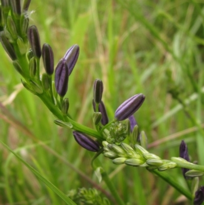 Caesia calliantha (Blue Grass-lily) at Hall, ACT - 27 Nov 2021 by pinnaCLE