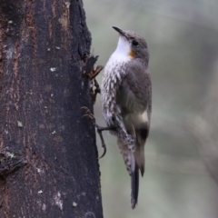 Cormobates leucophaea (White-throated Treecreeper) at Paddys River, ACT - 6 Dec 2021 by RodDeb