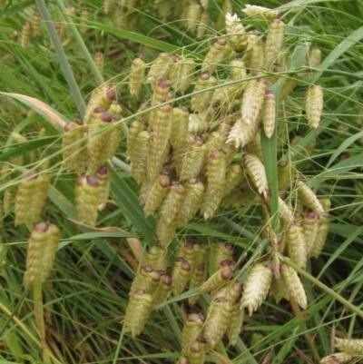 Briza maxima (Quaking Grass, Blowfly Grass) at Hall Cemetery - 26 Nov 2021 by pinnaCLE