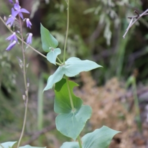 Veronica perfoliata at Cotter River, ACT - 4 Dec 2021