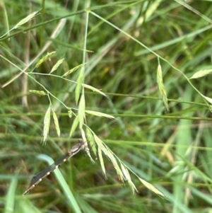 Austrolestes sp. (genus) at Murrumbateman, NSW - 8 Dec 2021