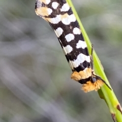 Moerarchis australasiella (A Tineid moth (Myrmecozelinae) at Yerriyong, NSW - 8 Dec 2021 by SteveBorkowskis