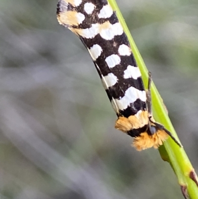 Moerarchis australasiella at Yerriyong, NSW - 7 Dec 2021 by Steve_Bok