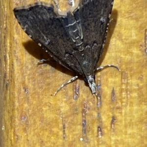 Diplopseustis perieresalis at suppressed - 8 Dec 2021