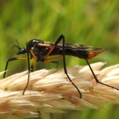 Gynoplistia sp. (genus) (Crane fly) at Stromlo, ACT - 7 Dec 2021 by HelenCross