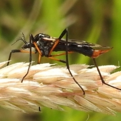 Gynoplistia sp. (genus) at Stromlo, ACT - 7 Dec 2021