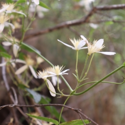 Clematis aristata (Mountain Clematis) at Cotter River, ACT - 4 Dec 2021 by Sarah2019
