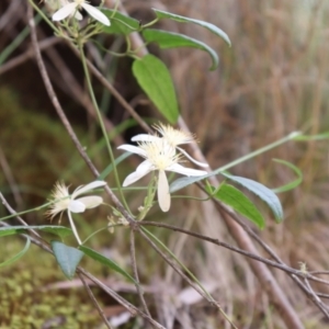 Clematis aristata at Cotter River, ACT - 4 Dec 2021