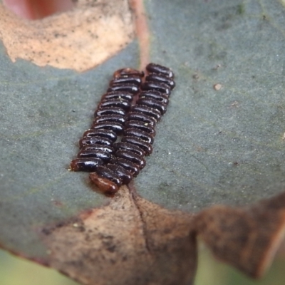 Paropsini sp. (tribe) (Unidentified paropsine leaf beetle) at Kambah, ACT - 6 Dec 2021 by HelenCross