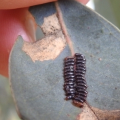 Paropsini sp. (tribe) at Lions Youth Haven - Westwood Farm A.C.T. - 7 Dec 2021