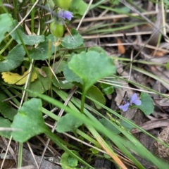 Viola sp. (Violet) at Mongarlowe River - 8 Dec 2021 by LisaH