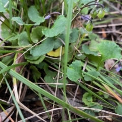 Viola sp. at Mongarlowe, NSW - suppressed