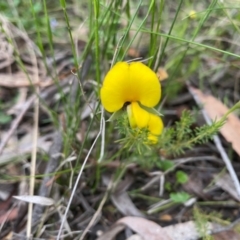 Gompholobium minus (Dwarf Wedge Pea) at Mongarlowe River - 8 Dec 2021 by LisaH