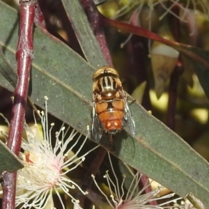 Eristalinus sp. (genus) at Kambah, ACT - 7 Dec 2021