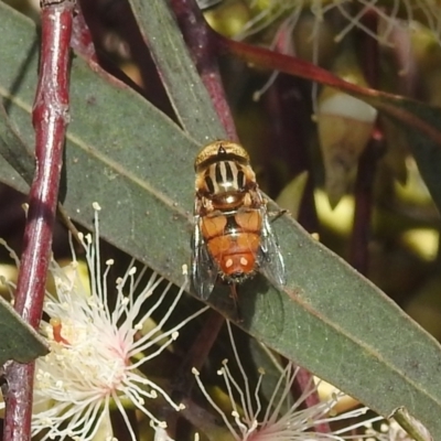 Eristalinus (genus) (A Hover Fly) at Kambah, ACT - 7 Dec 2021 by HelenCross