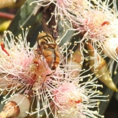 Eristalinus sp. (genus) at Kambah, ACT - 7 Dec 2021