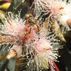 Eristalinus sp. (genus) at Kambah, ACT - 7 Dec 2021