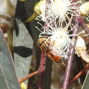 Eristalinus sp. (genus) at Kambah, ACT - 7 Dec 2021