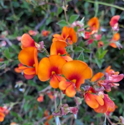 Podolobium procumbens (Trailing Shaggy-Pea) at Mongarlowe River - 8 Dec 2021 by LisaH