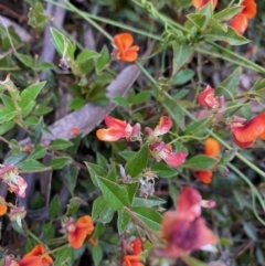 Podolobium procumbens at suppressed - 8 Dec 2021