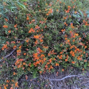 Podolobium procumbens at Mongarlowe, NSW - suppressed