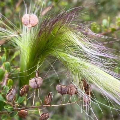 Dichelachne (genus) (Plume Grasses) at Mongarlowe, NSW - 8 Dec 2021 by LisaH