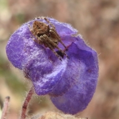 Araneinae (subfamily) (Orb weaver) at ANBG - 8 Dec 2021 by HelenCross