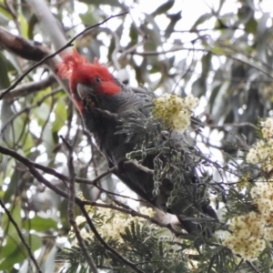 Callocephalon fimbriatum at Mongarlowe, NSW - suppressed