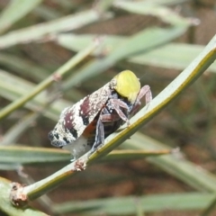 Platybrachys decemmacula (Green-faced gum hopper) at Acton, ACT - 8 Dec 2021 by HelenCross