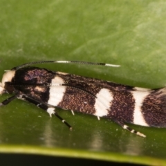 Limnaecia chionospila (Cosmopterigid) at Melba, ACT - 8 Oct 2021 by kasiaaus