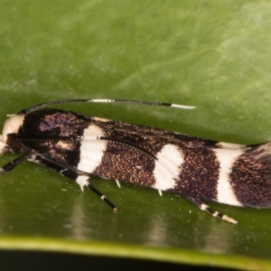 Limnaecia chionospila at Melba, ACT - 9 Oct 2021