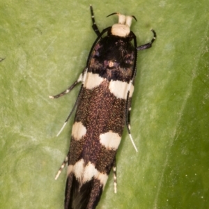 Limnaecia chionospila at Melba, ACT - 9 Oct 2021