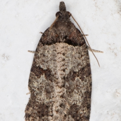 Meritastis lythrodana (A tortrix or leafroller moth) at Melba, ACT - 8 Oct 2021 by kasiaaus