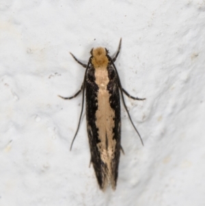 Monopis crocicapitella at Melba, ACT - 9 Oct 2021 07:30 PM