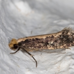 Monopis crocicapitella at Melba, ACT - 9 Oct 2021 07:30 PM