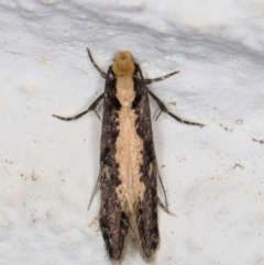 Monopis crocicapitella at Melba, ACT - 9 Oct 2021 07:30 PM