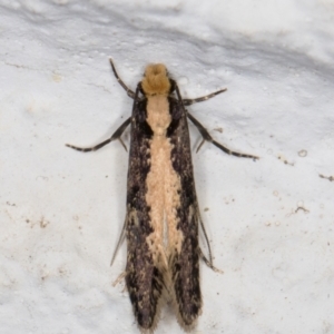 Monopis crocicapitella at Melba, ACT - 9 Oct 2021 07:30 PM