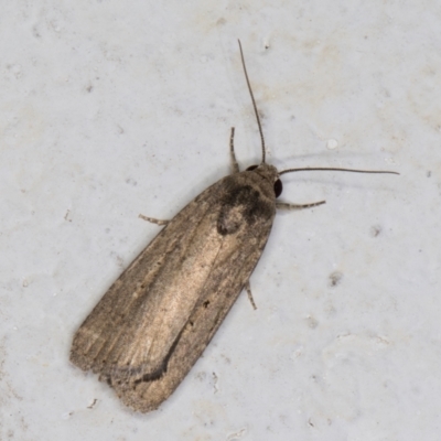 Athetis tenuis (Plain Tenuis Moth) at Melba, ACT - 9 Oct 2021 by kasiaaus