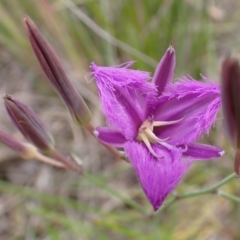 Thysanotus tuberosus subsp. tuberosus (Common Fringe-lily) at Cook, ACT - 6 Dec 2021 by drakes