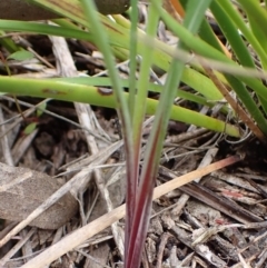 Thysanotus tuberosus subsp. tuberosus at Cook, ACT - 6 Dec 2021 08:19 AM