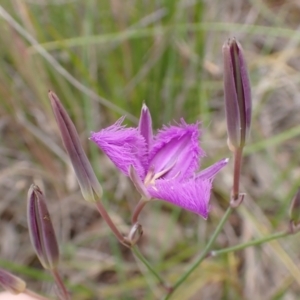 Thysanotus tuberosus subsp. tuberosus at Cook, ACT - 6 Dec 2021 08:19 AM