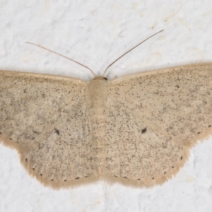 Scopula optivata at Melba, ACT - 9 Oct 2021 07:38 PM