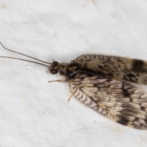 Carobius elongatus at Melba, ACT - 9 Oct 2021